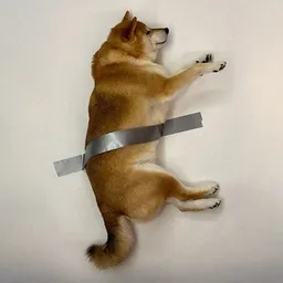 TDOG
