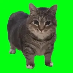 SPIN