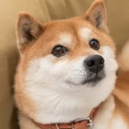 PEKINGSHIB