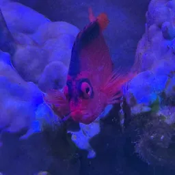 $HFISH