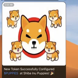 Shiba Inu Puppies