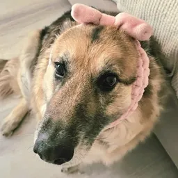 BOWDOG