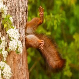 Squirrel