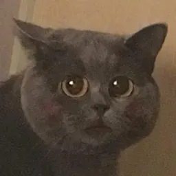 DanDan