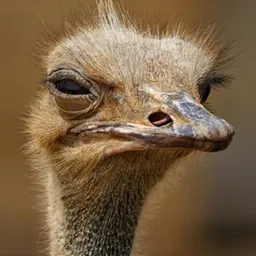 OSTRK