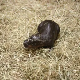 HAGGIS