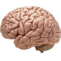 $BRAIN