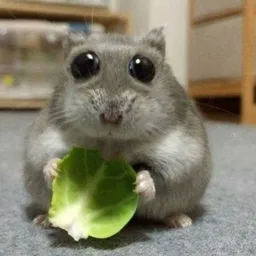 NIBBLER