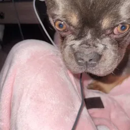 Shadow The Frenchie