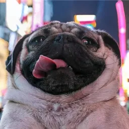 DOUG