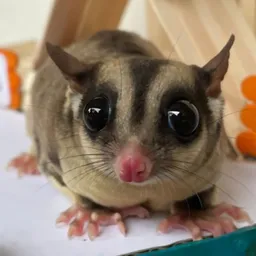 SKYNUT