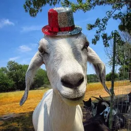 $GOATWIF