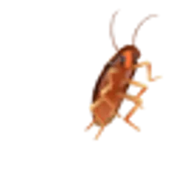 ROACH