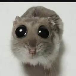 ham