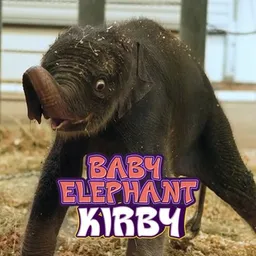 KIRBY