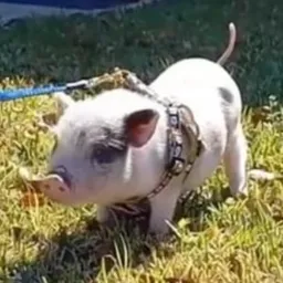 piglet