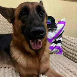 BEBE