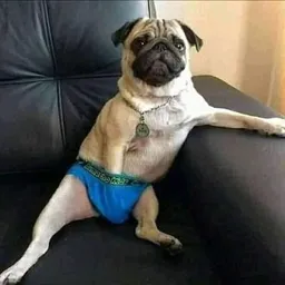 SEXYDOG