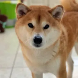 HARU