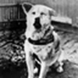 HACHIKŌ