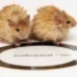 MOUSE