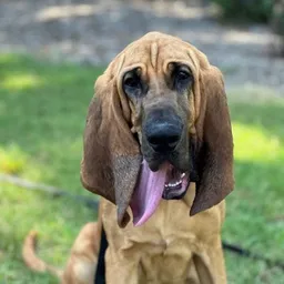 BO