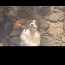 HPY