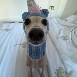 UNIDOG