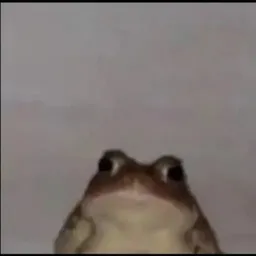 Sus