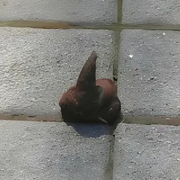 DS