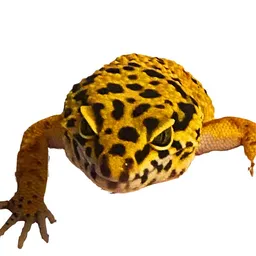 GUB