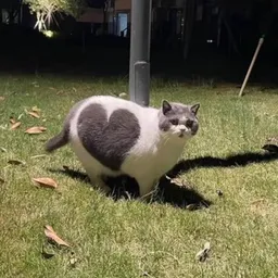 LUVCAT
