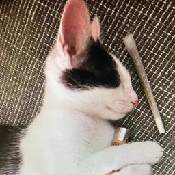 $CatwifJoint