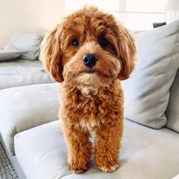 BENJI