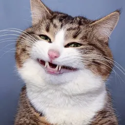 Rexie