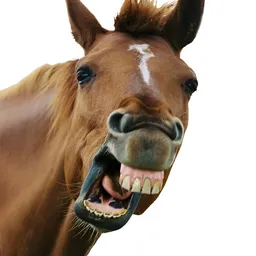 $PONI COIN