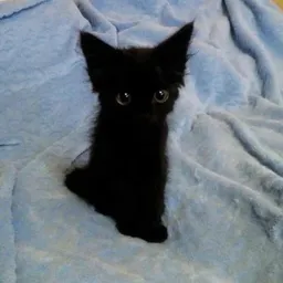 cotton