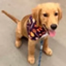 PUPPY