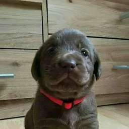 NOAH 