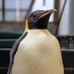 GUS