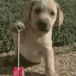 YOYO