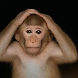 MONKEY
