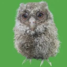 OWIGI