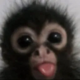 MONKY