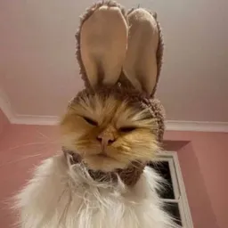 $RABCAT 