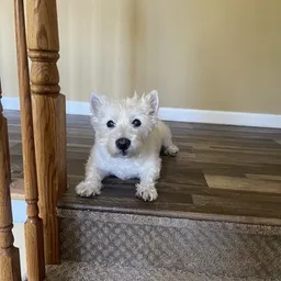 ChillDash