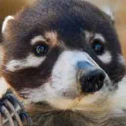 COATI