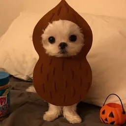 JEO