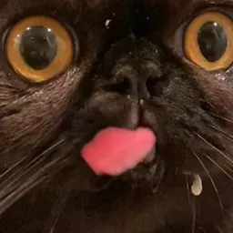 KUKU