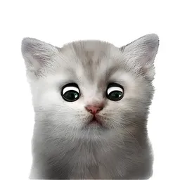 NOTCAT